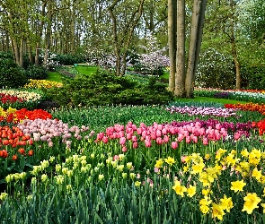 Narcyzy żonkile, Tulipany, Wiosna, Park