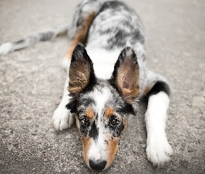 Pies, Mordka, Border collie, Leżący