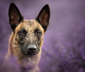 Owczarek belgijski Malinois, Tło, Rozmyte, Mordka, Pies