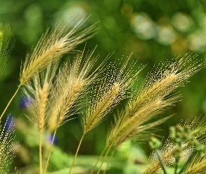 Kłosy, Jęczmień płonny, Zboże