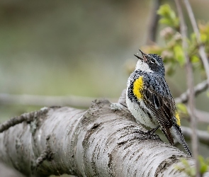 Ptak, Gałąź, Myrtle warbler, Lasówka