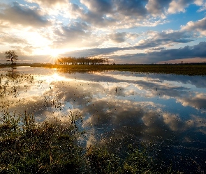 Drzewa, Promienie słońca, Staw, Trawy