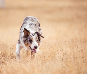 Trawy
, Łąka, Pies, Border collie