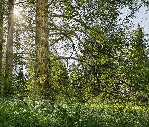 Las, Wiosna, Promienie słońca, Drzewa