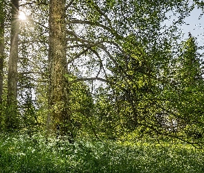 Wiosna, Promienie słońca, Las, Drzewa