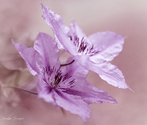 Dwa, Powojnik, Clematis, Kwiaty, Różowe