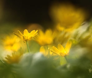 Ziarnopłon wiosenny, Zbliżenie, Kwiaty, Żółte