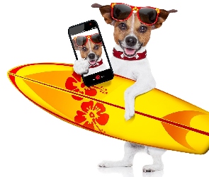 Telefon, Okulary, Jack Russell terrier, Deska surfingowa