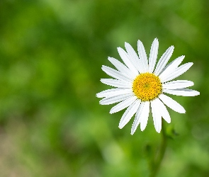 Margerytka, Tło, Białe, Kwiat, Płatki, Zielone