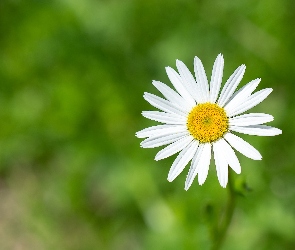 Kwiat, Białe, Margerytka, Zielone, Tło, Płatki