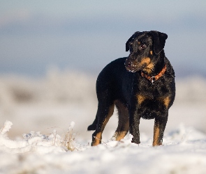 Owczarek francuski Beauceron, Śnieg, Pies