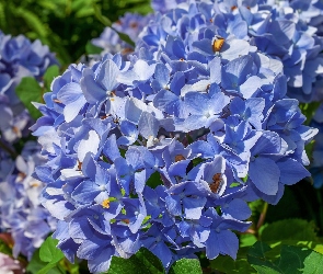 Hortensje, Kwiaty, Niebieskie