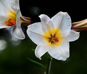 Białe, Lilie, Dwie, Kwiaty