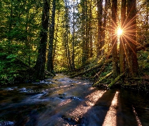 Las, Promienie słońca, Rzeka