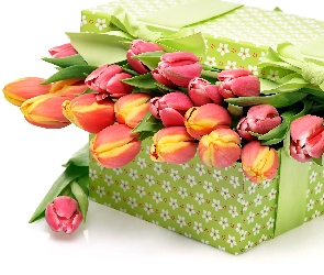 Pudełko, Białe tło, Tulipany