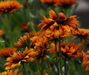 Rudbekia, Owad, Kwiaty