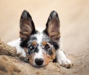 Piasek, Mordka, Pies, Border collie