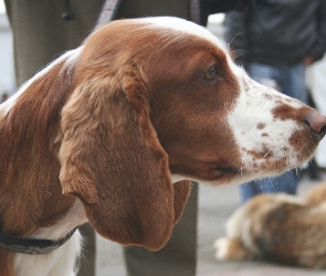 Springer spaniel walijski, głowa