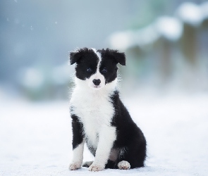 Pies, Zima, Czarno-biały, Border collie, Szczeniak