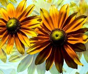 Rudbekie, Grafika, Kwiaty
