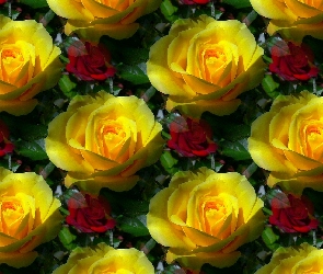 Tekstura, Róże, Żółte