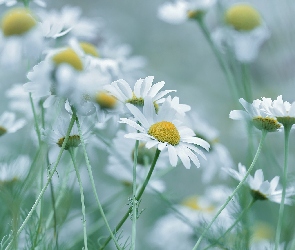 Rumian polny, Kwiaty, Białe