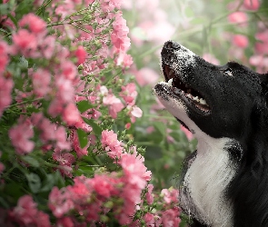 Pies, Kwiatki, Krzew, Różowe, Border collie