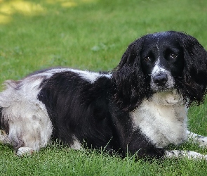 Pies, Trawa, Cocker spaniel angielski