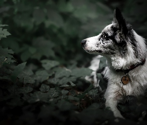 Pies, Bluszcz, Mordka, Liście, Border collie