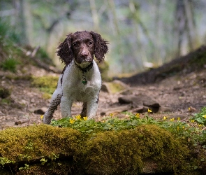 Pies, Rośliny, Skarpa, Cocker spaniel angielski