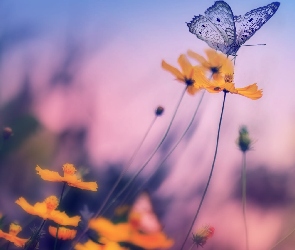 Kwiaty, Rozmycie, Motyl