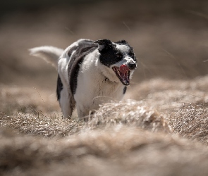 Pies, Trawa, Border collie, Łąka, Czarno-biały