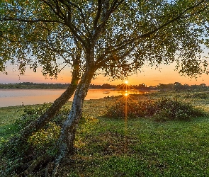 Rzeka, Drzewo, Promienie słońca