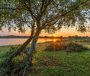 Promienie słońca, Drzewo, Rzeka