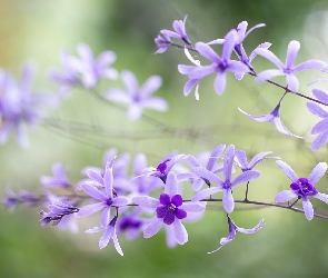 Gałązki, Epidendrum, Kwiatki, Storczyk, Fioletowe