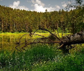 Jezioro, Drzewo, Rośliny, Powalone, Las