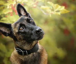 Pies, Obroża, Mordka, Owczarek belgijski Malinois