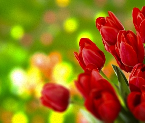 Kwiaty, Grafika, Czerwone, Tulipany
