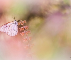 Motyl, Roślina, Niestrzęp głogowiec