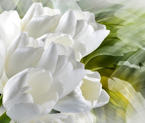 Białe, Grafika, Tulipany