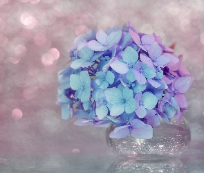 Niebiesko-różowe, Kwiaty, Hortensja