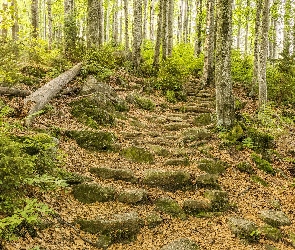 Drzewa, Las, Kamienie, Paprocie, Szlak