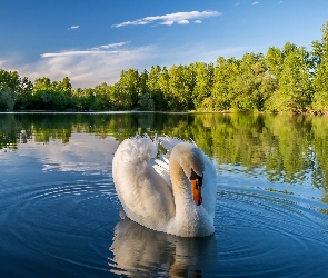 Staw, Drzewa, Łabędź