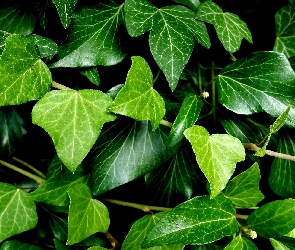 Zielone, Liście, Bluszcz