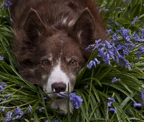 Pies, Kwiaty, Mordka, Border collie, Leżący