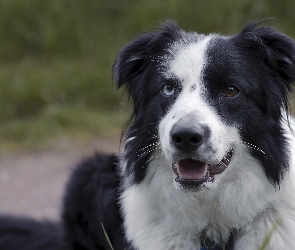 Pies, Mordka, Czarno-biały, Border collie