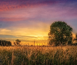 Zachód słońca, Trawa, Niebo, Drzewo, Ptaki, Kwiaty