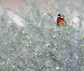 Roślinki, Motyl