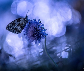 Motyl, Niebieskie tło, Kwiat