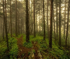 Drzewa, Roślinność, Ścieżki, Mgła, Las